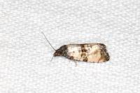 Cochylichroa atricapitana
