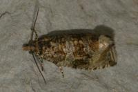 Celypha lacunana