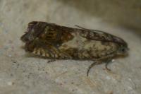 Cydia gr. succedana