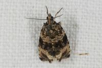 Celypha lacunana