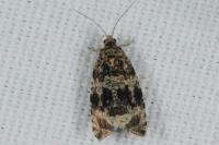 Celypha lacunana
