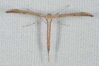 Emmelina monodactyla