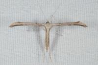 Emmelina monodactyla