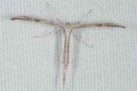 Emmelina monodactyla