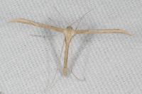 Emmelina