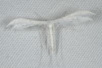 Pterophorus pentadactylus