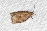 Archips rosana