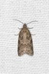 Cnephasia