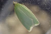Tortrix viridana