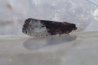 Hedya nubiferana