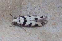 Pseudotelphusa scalella