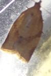 Clepsis consimilana