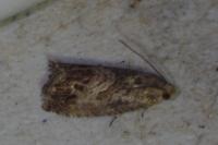 Cydia splendana