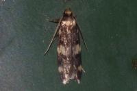 Oegoconia