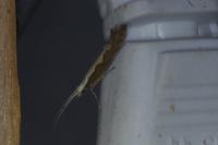Plutella xylostella