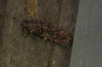 Teleiopsis