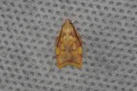 Carcina quercana