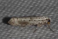 Yponomeuta irrorella