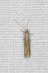 Coleophora