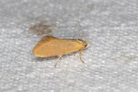 Crassa tinctella