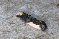 Monopis monachella