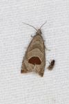Notocelia uddmanniana