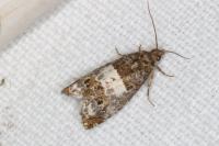 Notocelia
