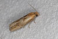 Eucosma