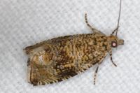 Celypha lacunana
