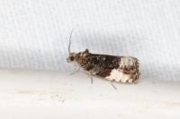 Hedya pruniana