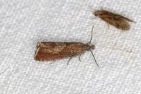 Dichrorampha acuminatana