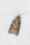 Cnephasia