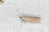 Coleophora