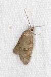 Cnephasia