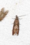 Dichrorampha acuminatana