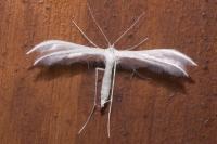 Pterophorus pentadactylus