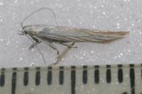Coleophora auricella