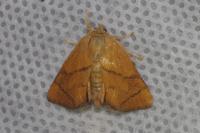Apoda limacodes