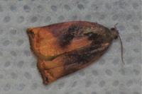 Archips podana
