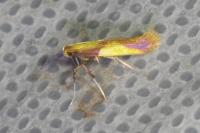 Caloptilia