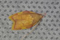 Carcina quercana