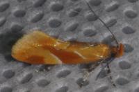 Epicallima formosella