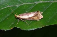 Harpella forficella