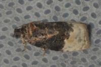 Apotomis betuletana