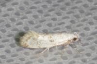 Herrichia excelsella