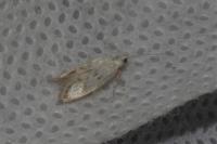 Herrichia excelsella