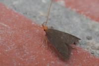 Eurodachtha pallicornella