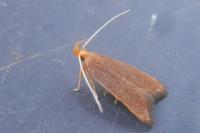 Eurodachtha pallicornella