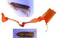 Eurodachtha pallicornella