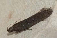 Neofaculta ericetella